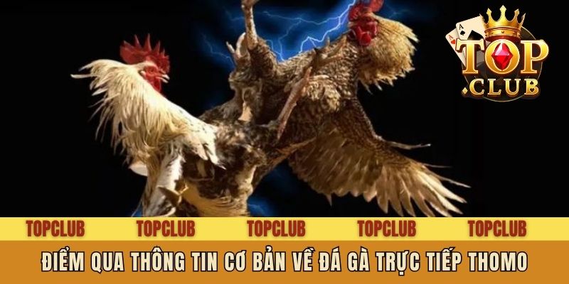 Điểm qua thông tin cơ bản về Đá gà trực tiếp Thomo